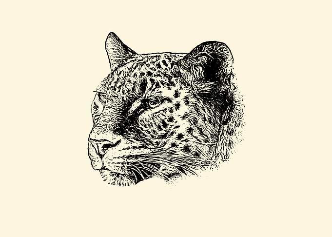 Leopard portrait