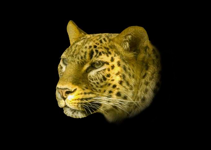Leopard portrait