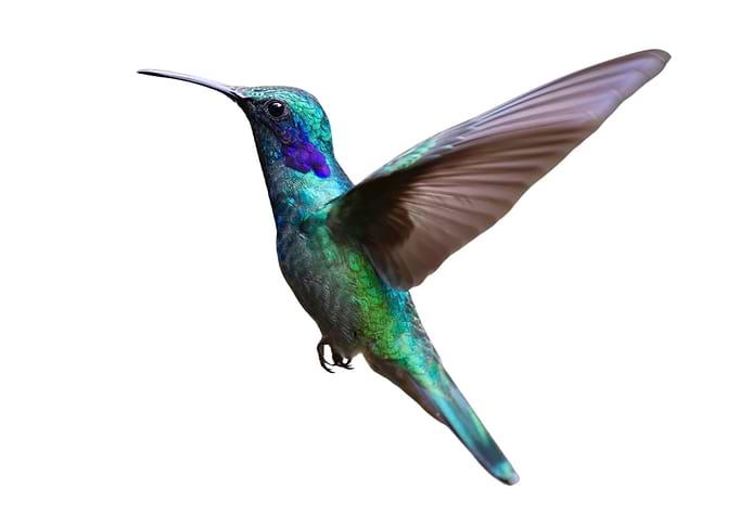 Funny Humming Bird