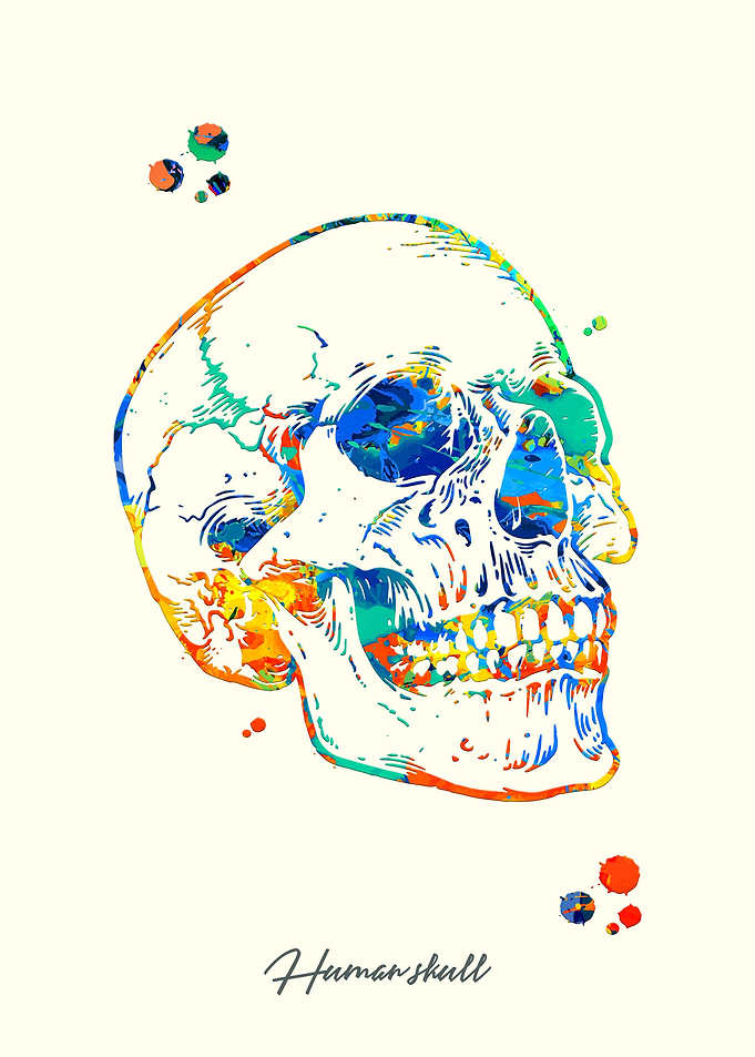 Human skull