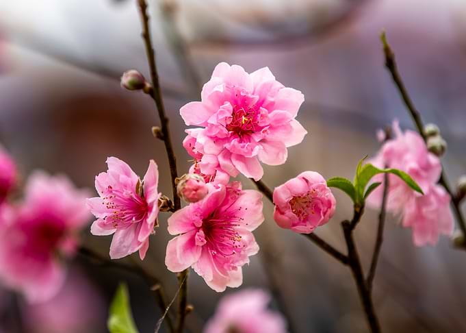 Beautiful Peach Blossoms
