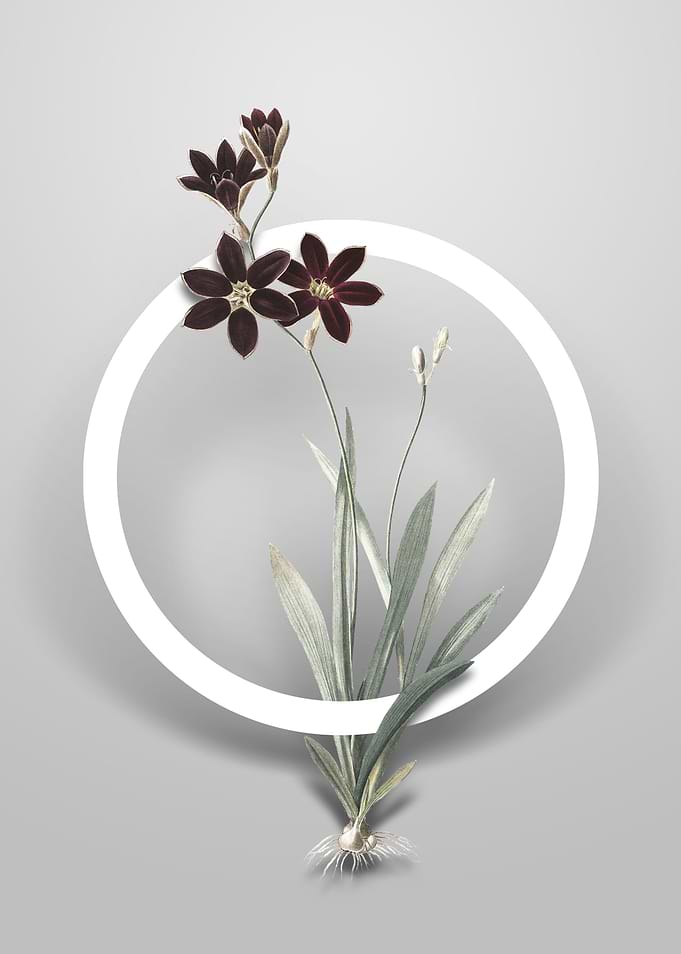 Ixia Grandiflora Flower