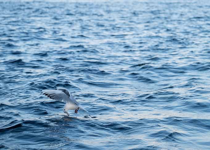 Fishing for Food