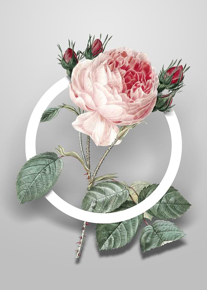 Centifolia Roses Flower