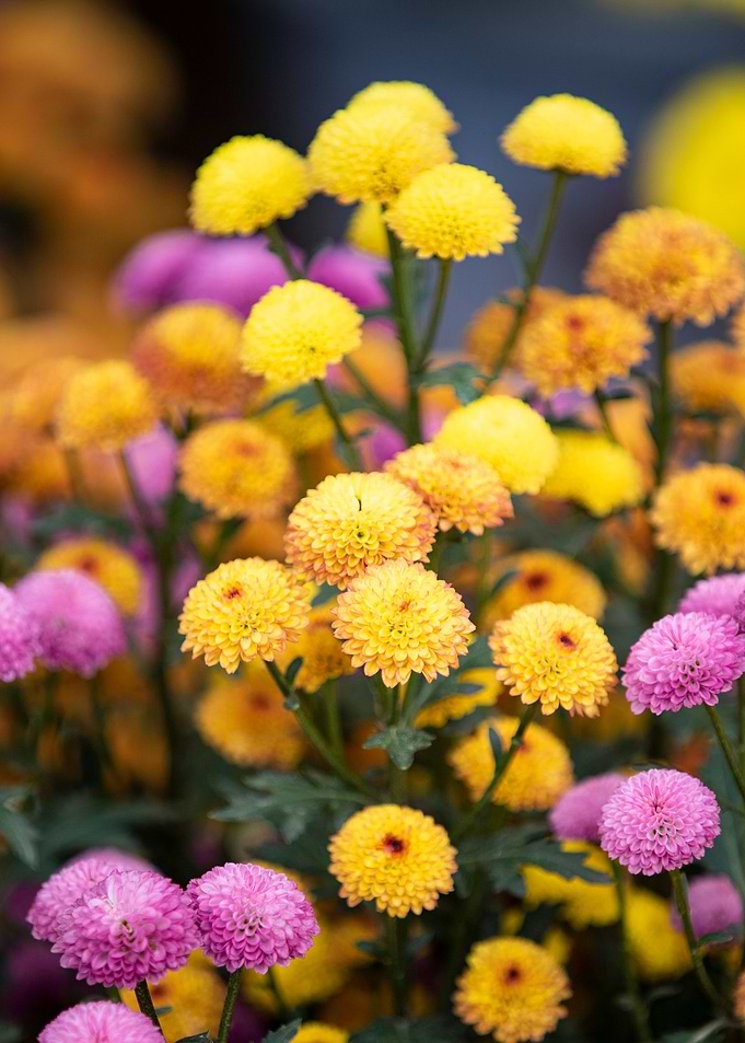 Dahlia blossoms