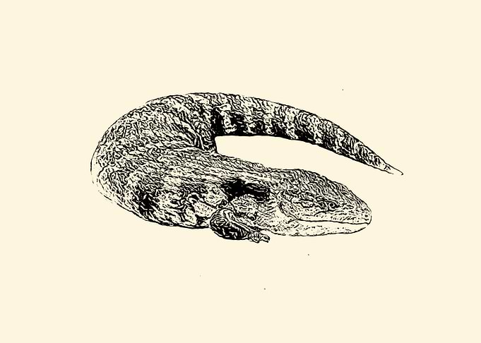 Skink