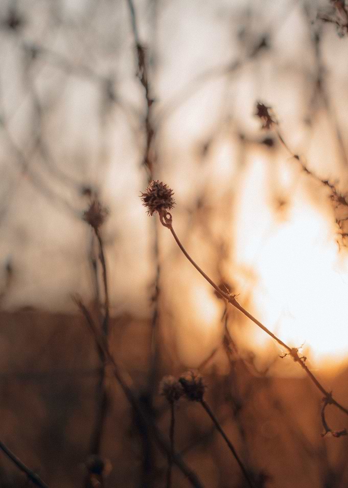African dried flowers