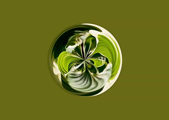 Abstract Hosta circle art