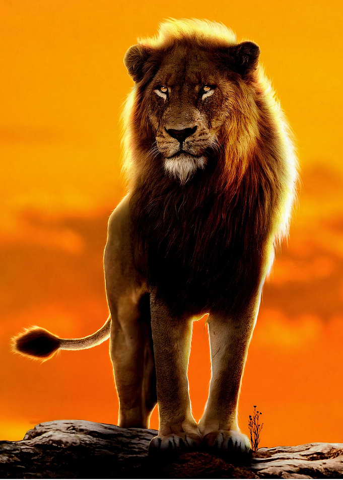 lion king animal