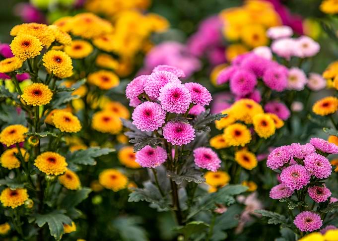 Dahlia blossoms