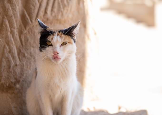 A Unique Egyptian Cat