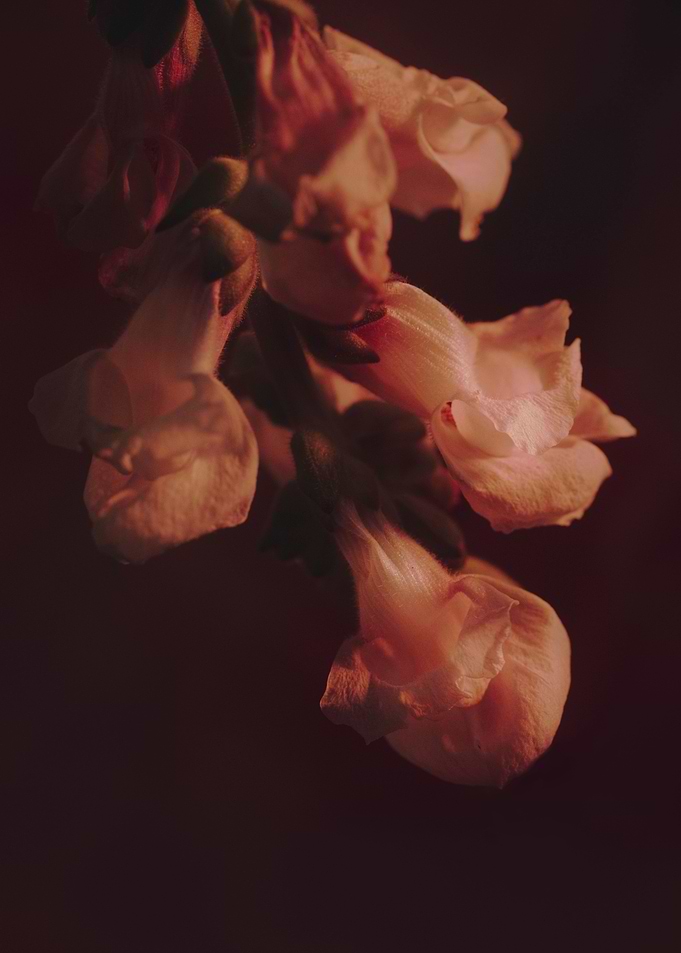 Petals in Motion