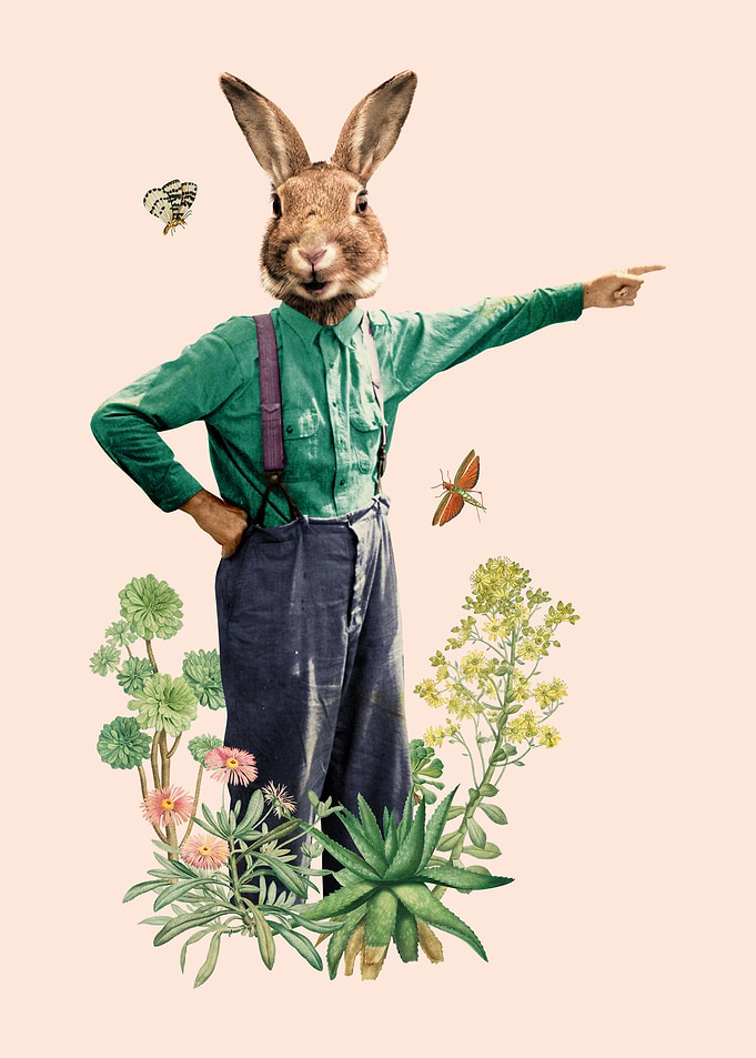 Fancy Rabbit