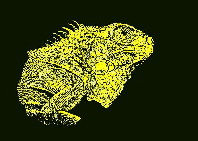 Iguana