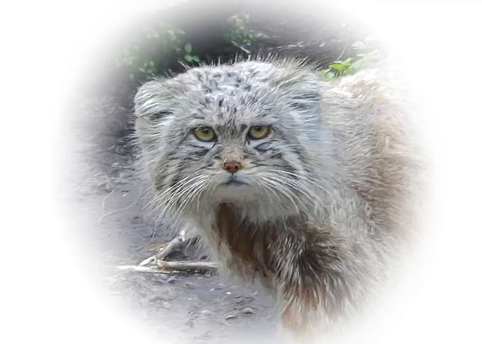 Manul