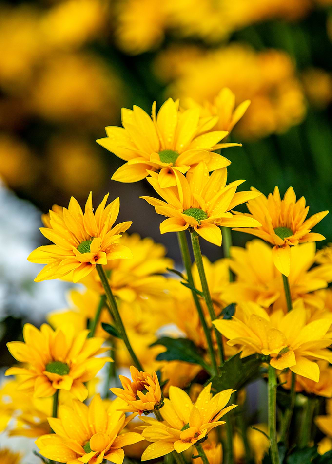 False sunflower