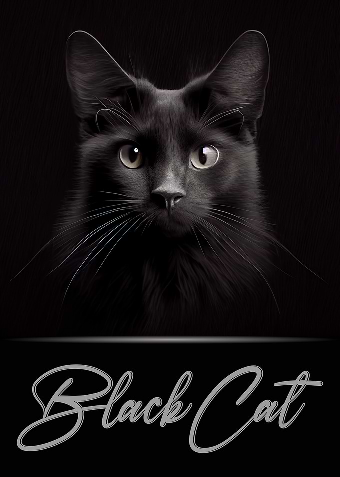 Elegant Black Cat