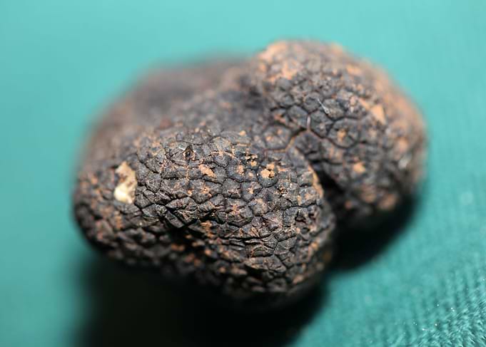 Black truffle mushroom