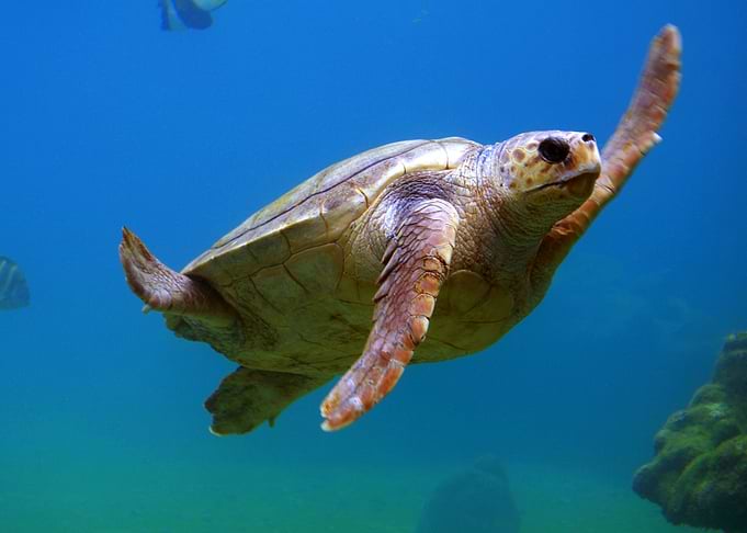 TURTLE