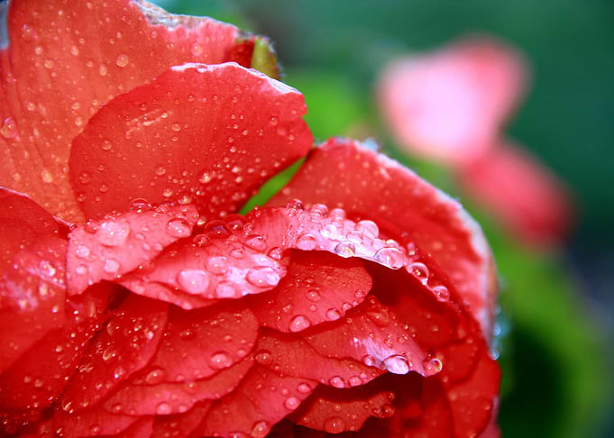 Rainy Begonia