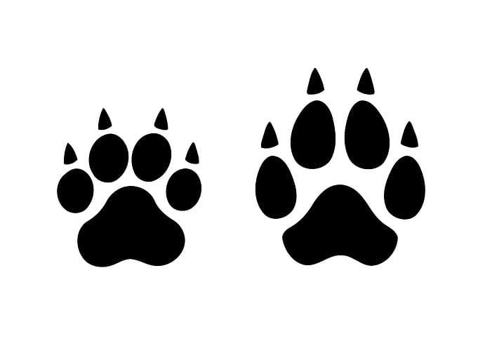 Footprints paws claws cat