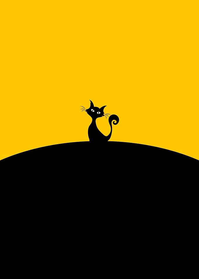 black cat