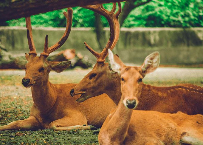 DEER