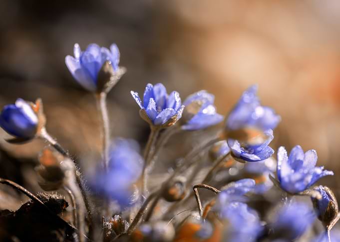 Purple Hepatica nobilis
