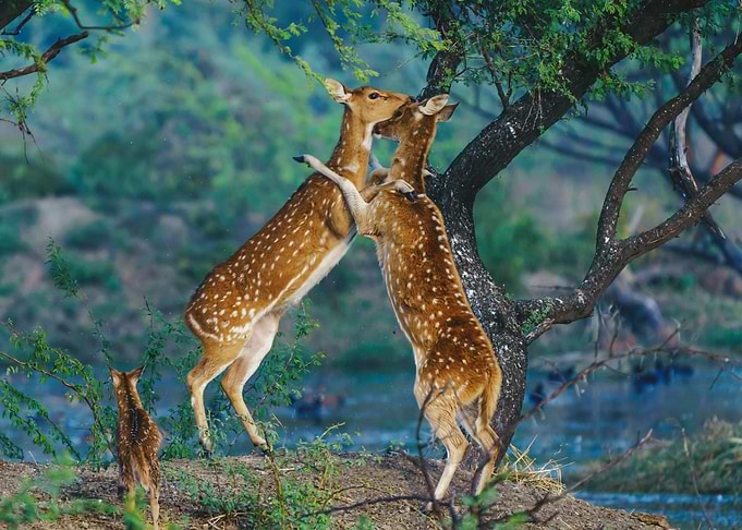 TWO DEER
