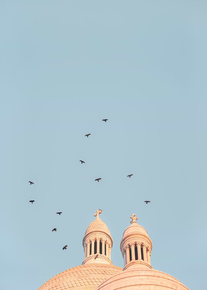 Birds Dance