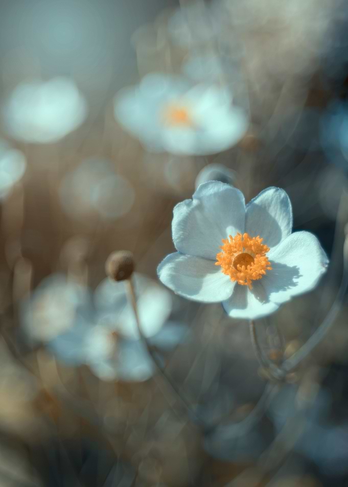 Anemone,white macro flower