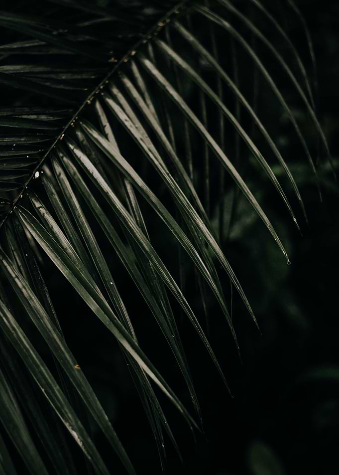 Leafy Nightscapes