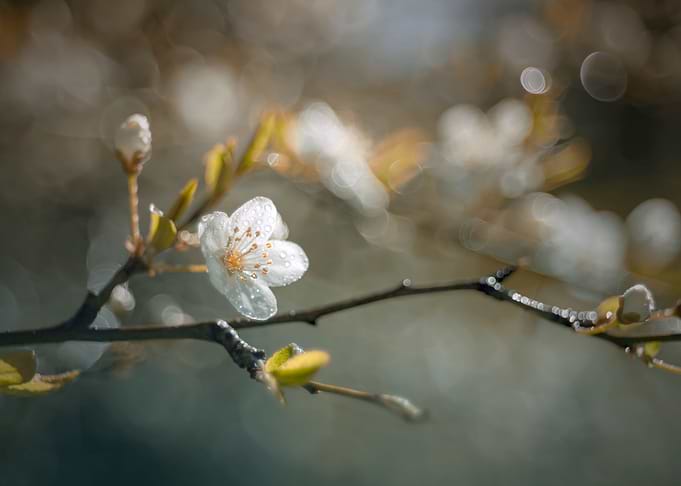 Spring twigs and flowers