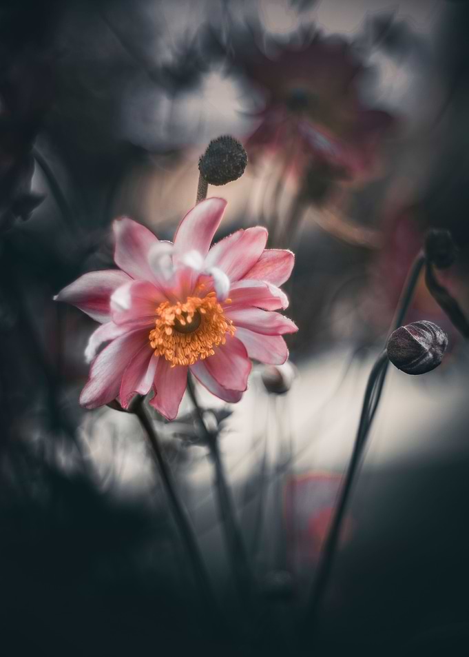 Japanese anemones, macro