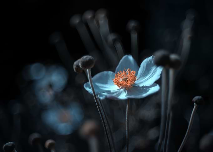 White blue anemones, macro