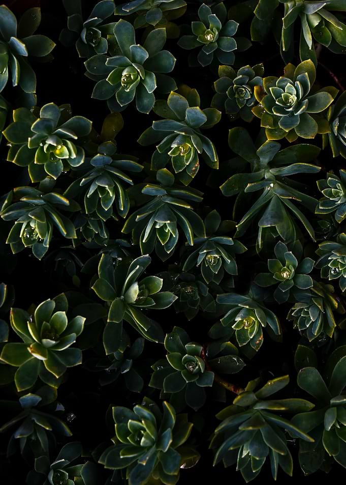Dark Botanicals
