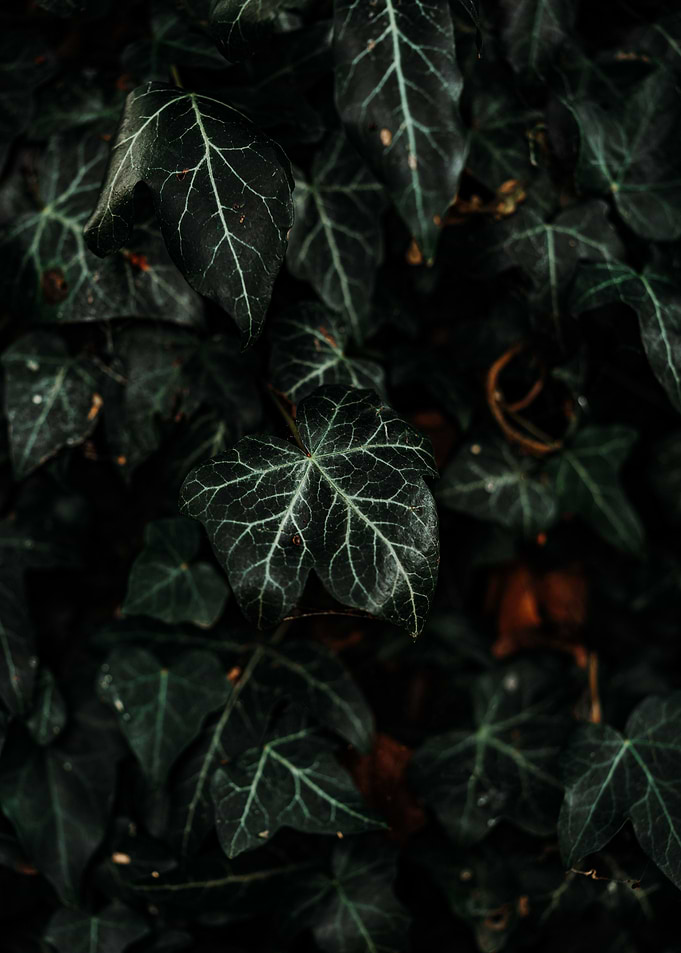 Secret Garden