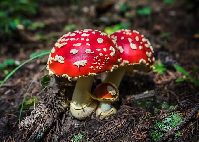 Amanita Mushroom Family