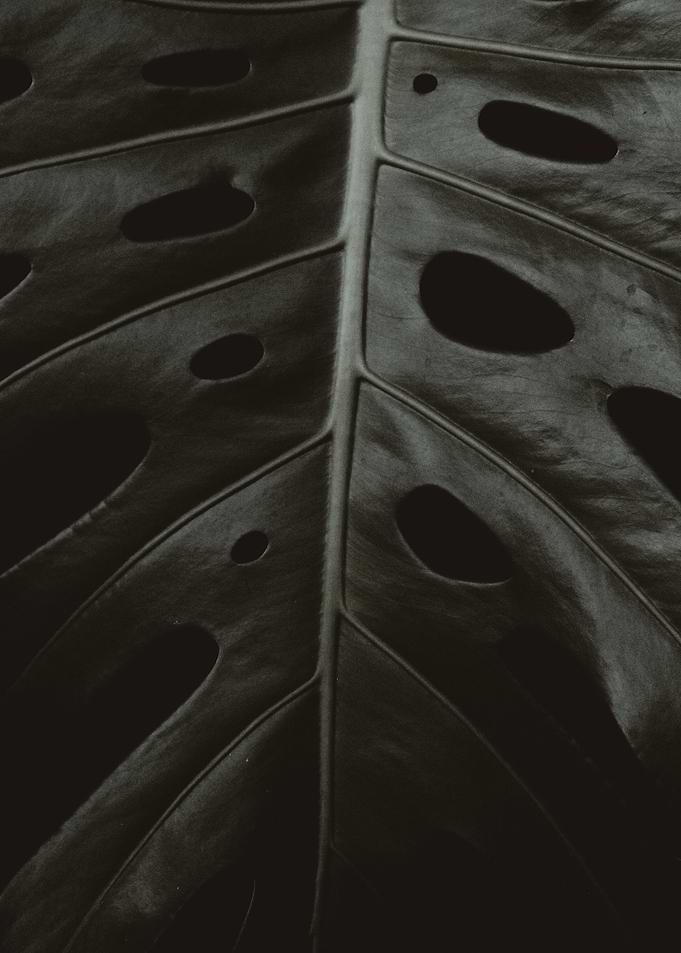 Monstera leaf