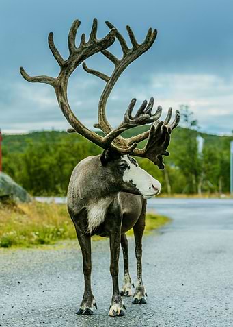 DEER