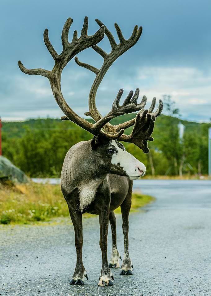 DEER