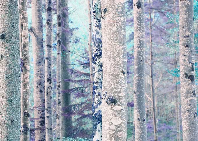 Fairytale Forest 3