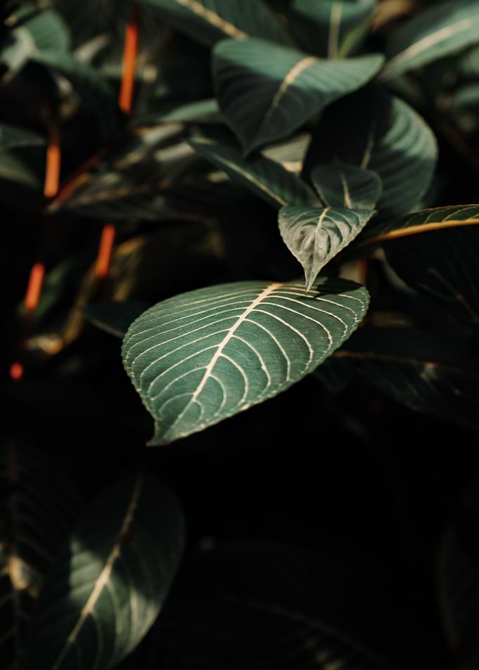 Green Symphony