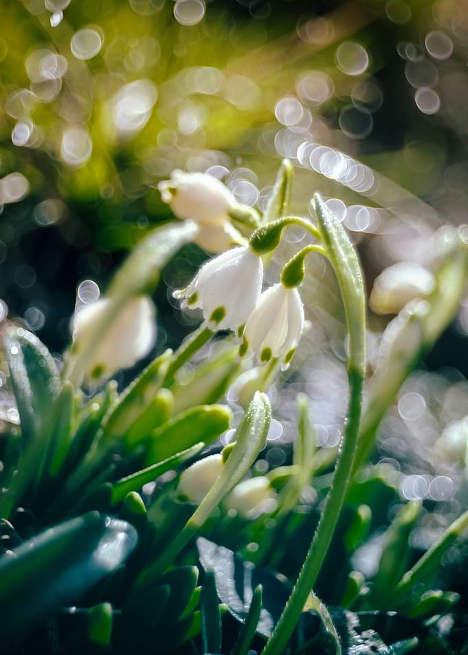 Spring snowdrops, macro