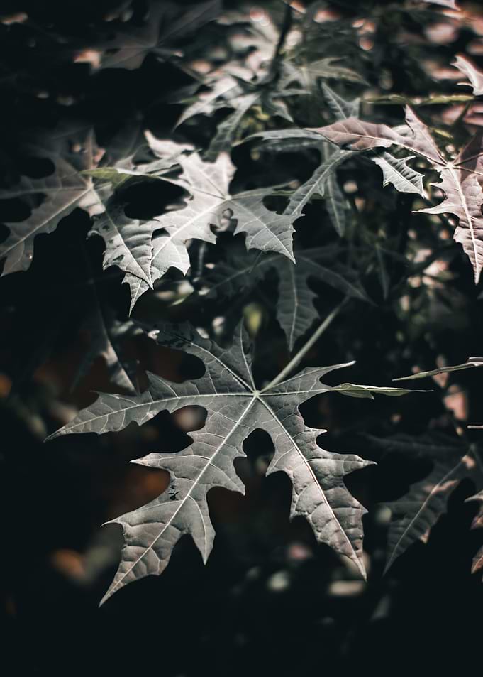 Dark Botanicals