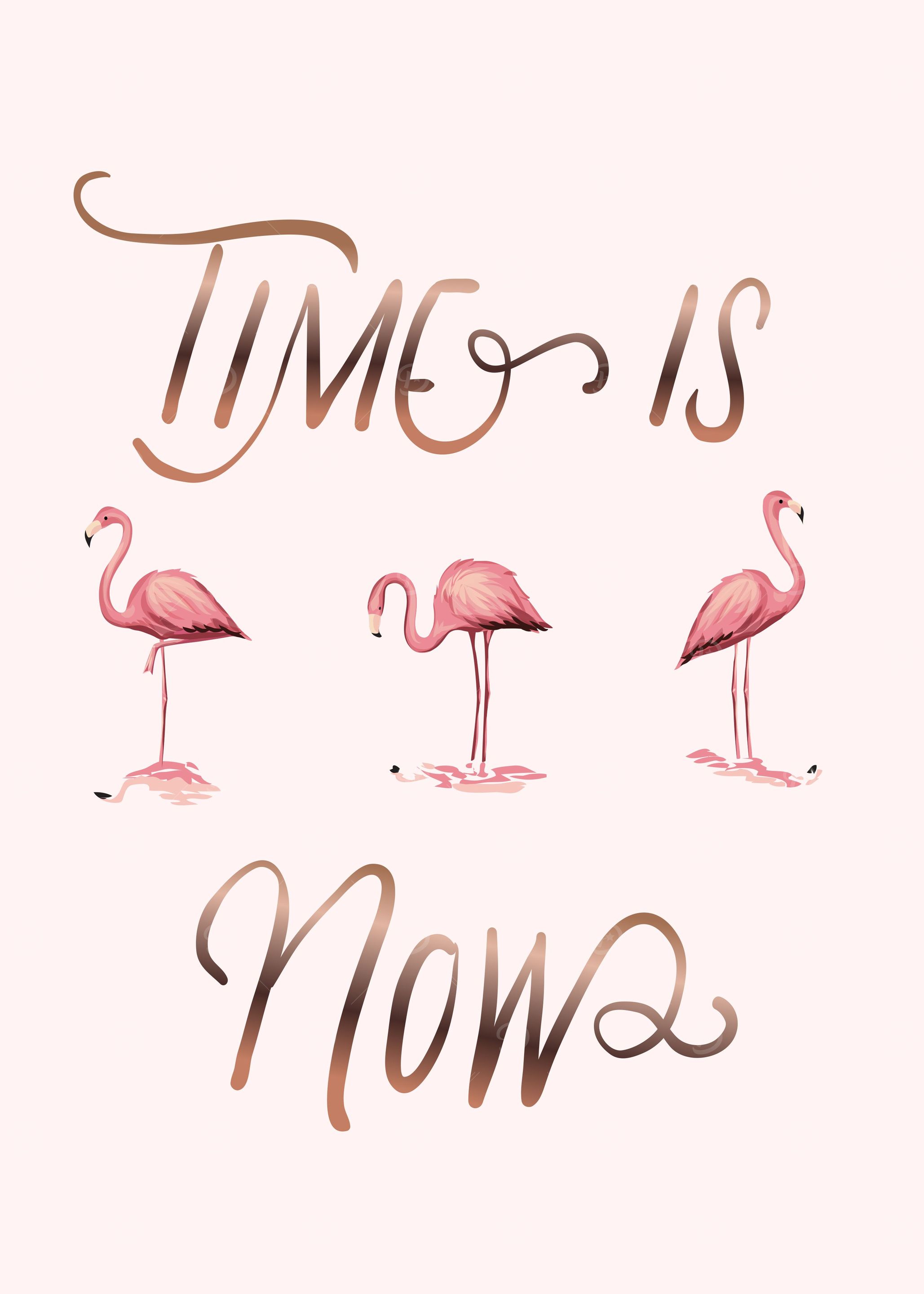 Flamingos
