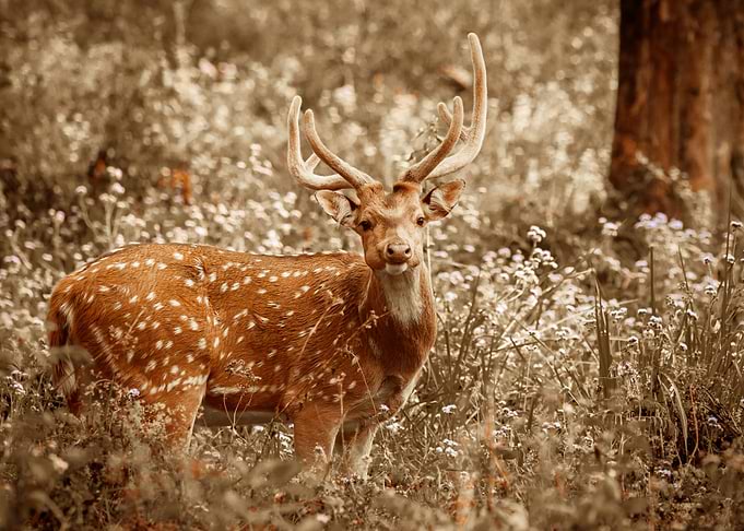 DEER