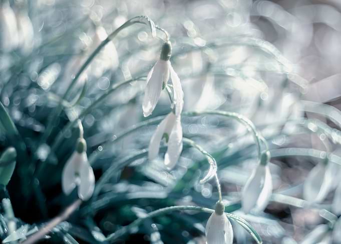 White snowdrops, macro
