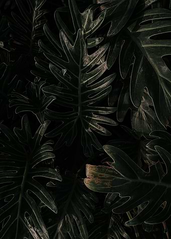 Dark Leaves Bright Beauty