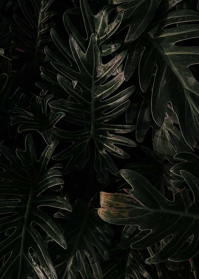 Dark Leaves Bright Beauty